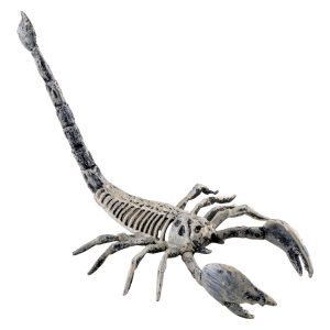 Tierskelett Skorpion bleich Deko Standfigur 15x20x14cm beige