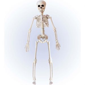 Skelett bleich Deko Hängefigur 40cm beweglich beige